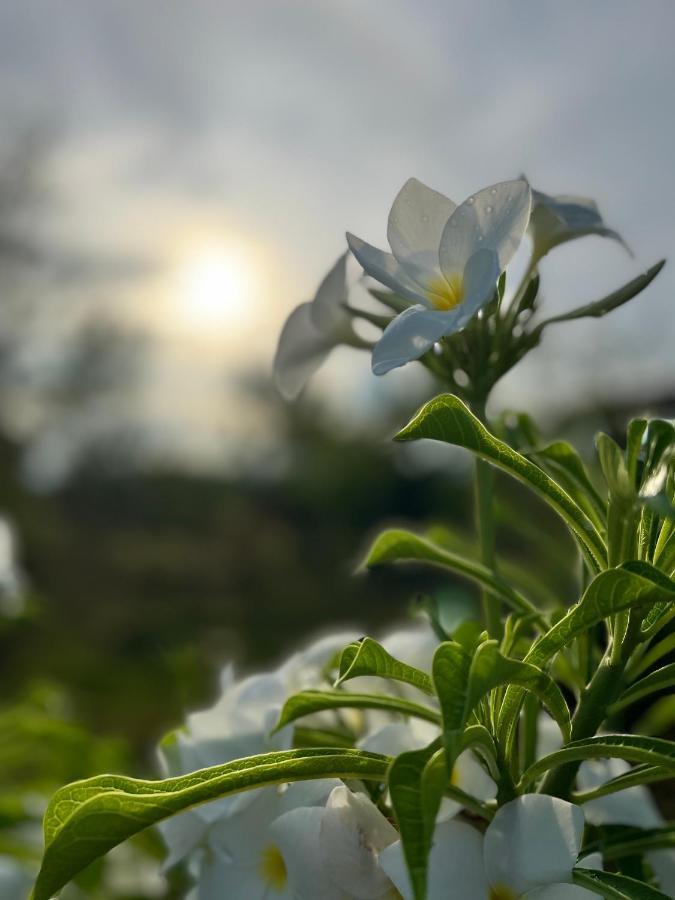 La Plumerias Моалбоал Екстериор снимка
