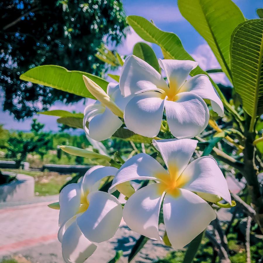 La Plumerias Моалбоал Екстериор снимка