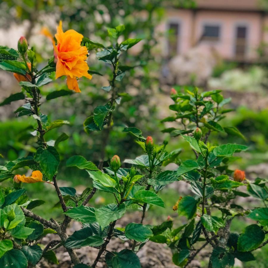La Plumerias Моалбоал Екстериор снимка